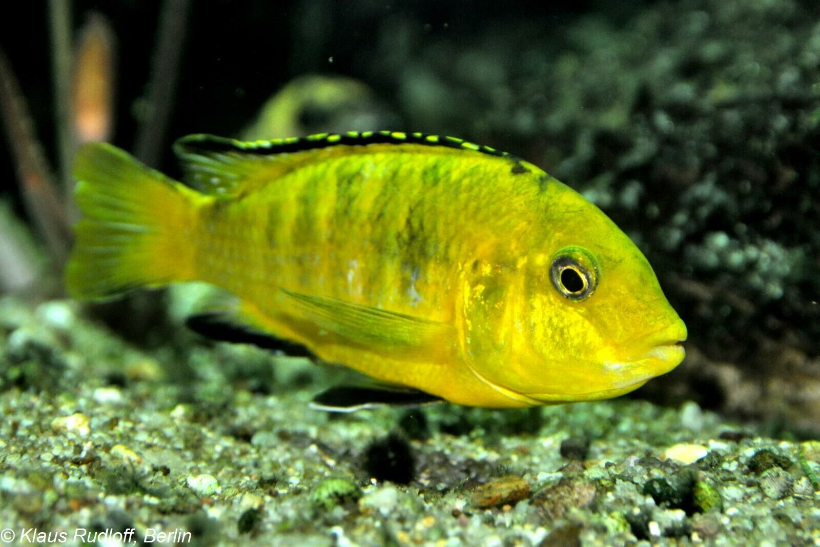 Imagem do Labidochromis